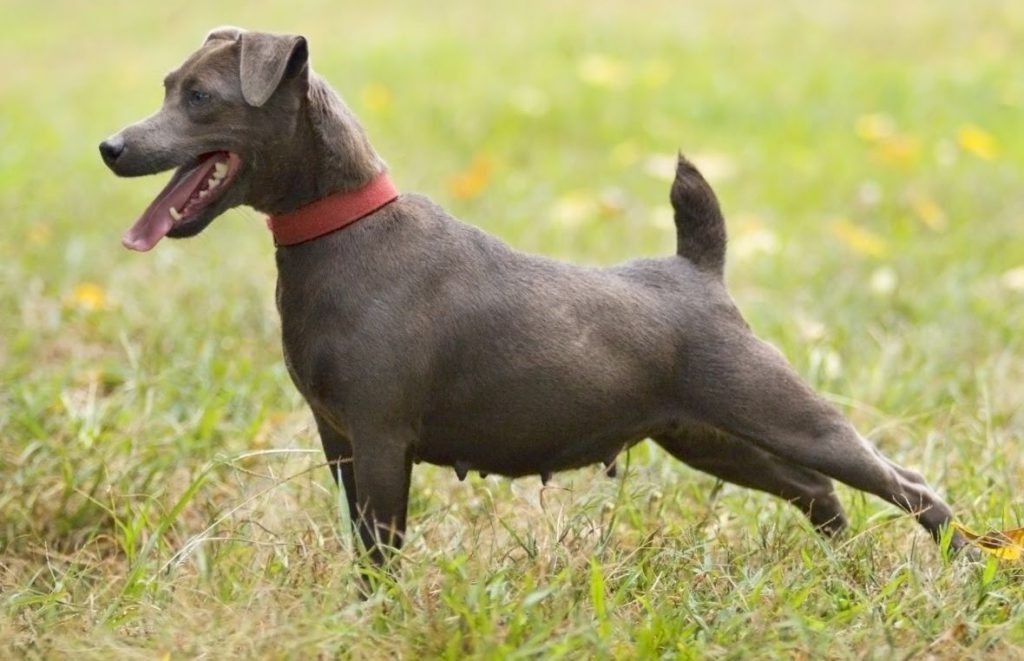 Patterdale Terrier Dog (Temperament, Health, History & More)