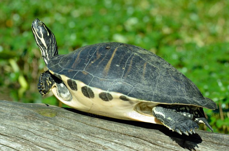 Best 5 Type of Turtles - Most Popular Turtles Breeds