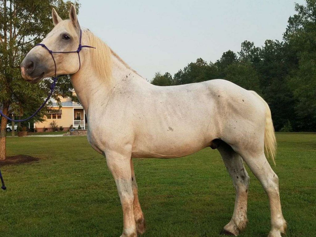 Percheron Horse Breed Full Information, History, Size & lifespan