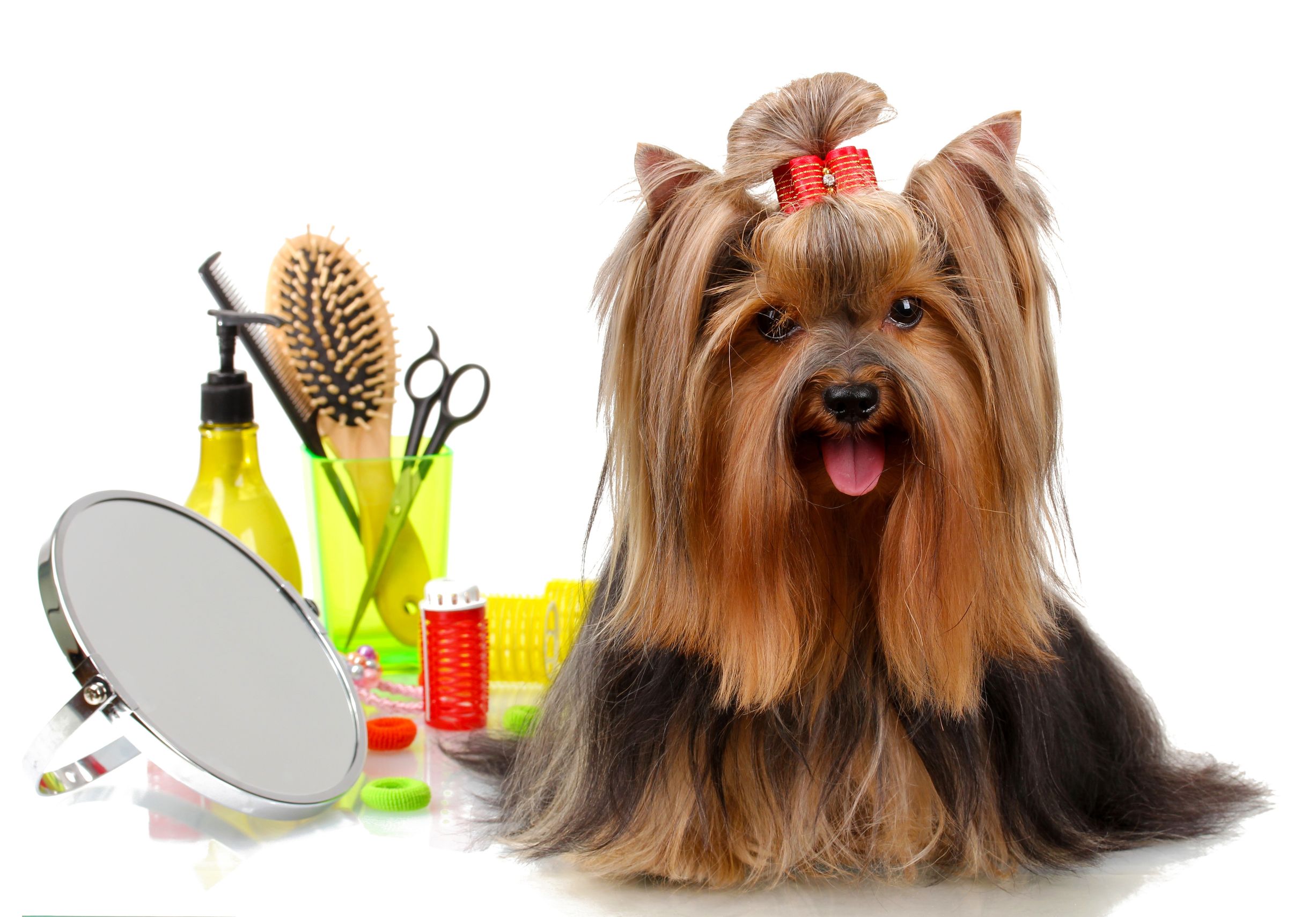 Pet Grooming Things You Didn t Know About Best Grooming