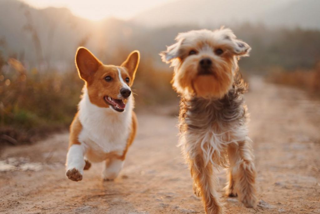 10 Fun Things To Do And Places To Take Your Dog