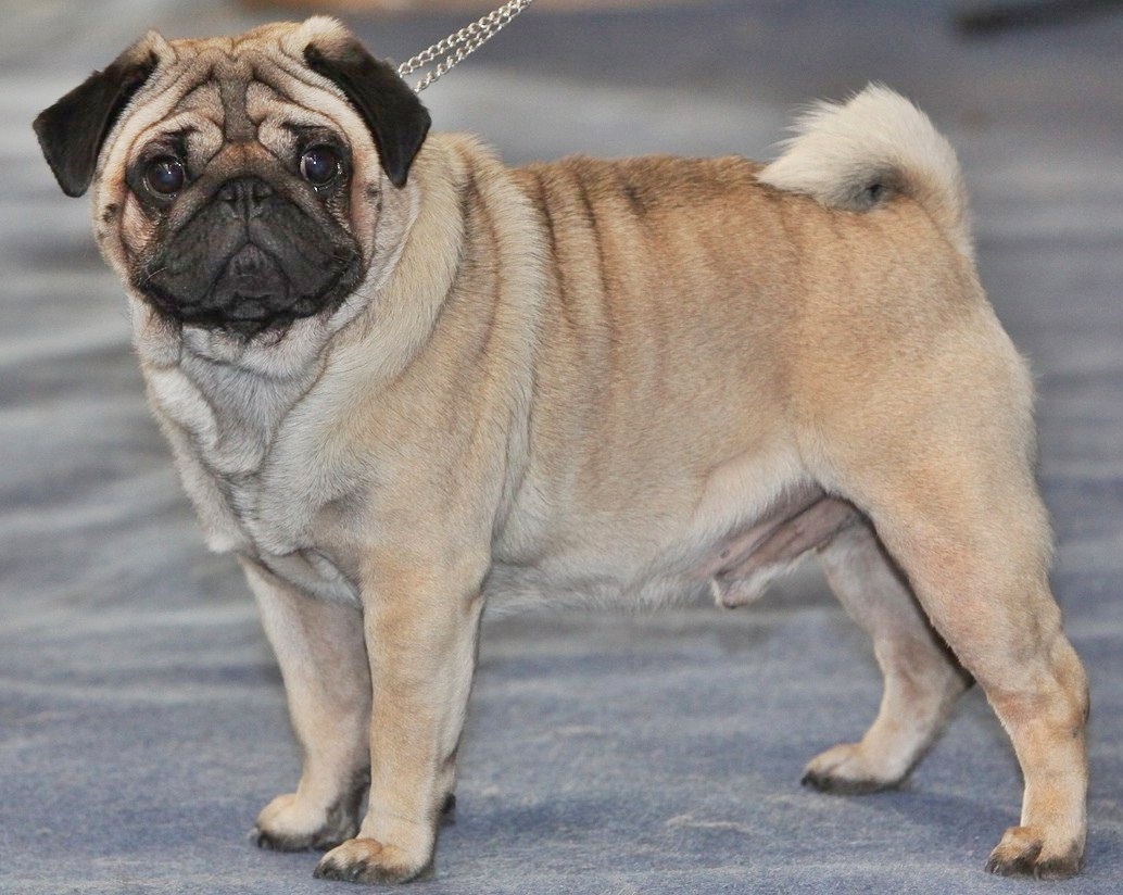 Pug Dog Breed | Best Grooming, Health, Temperament & Facts