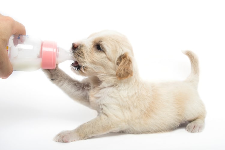 puppy-milk-replacer