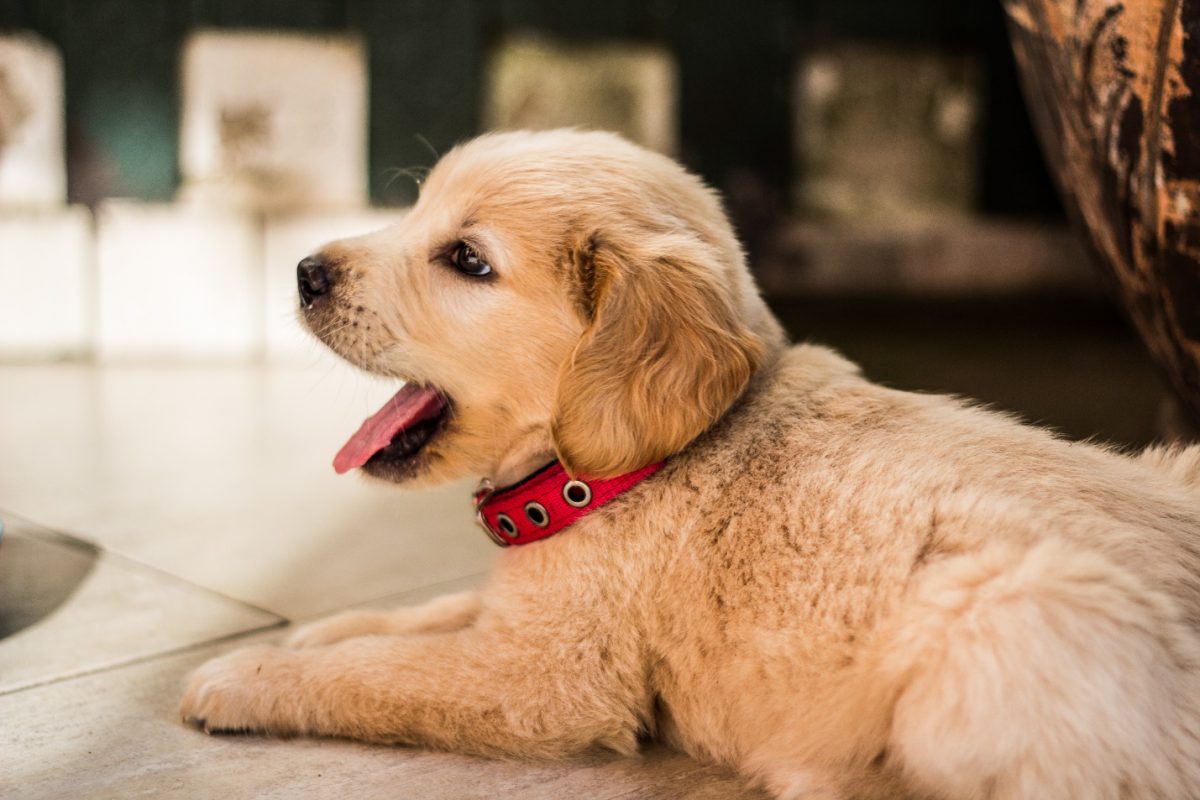 Best Dog for A Single Person Make A Right Choice
