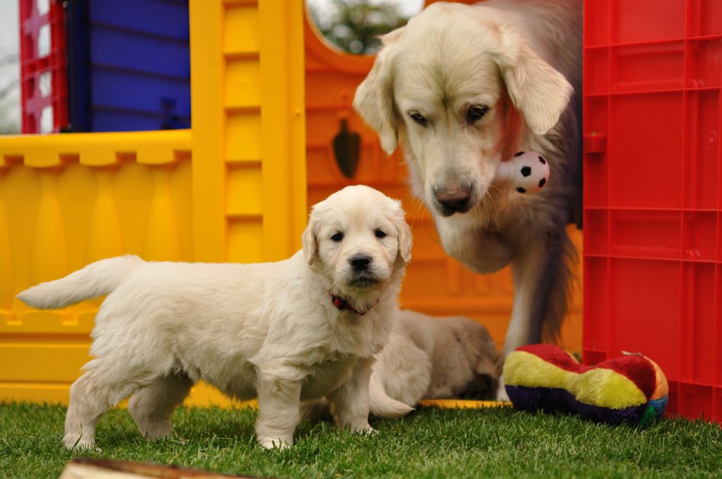 Puppy Weaning Basic Guide About How To Wean Your Puppy?
