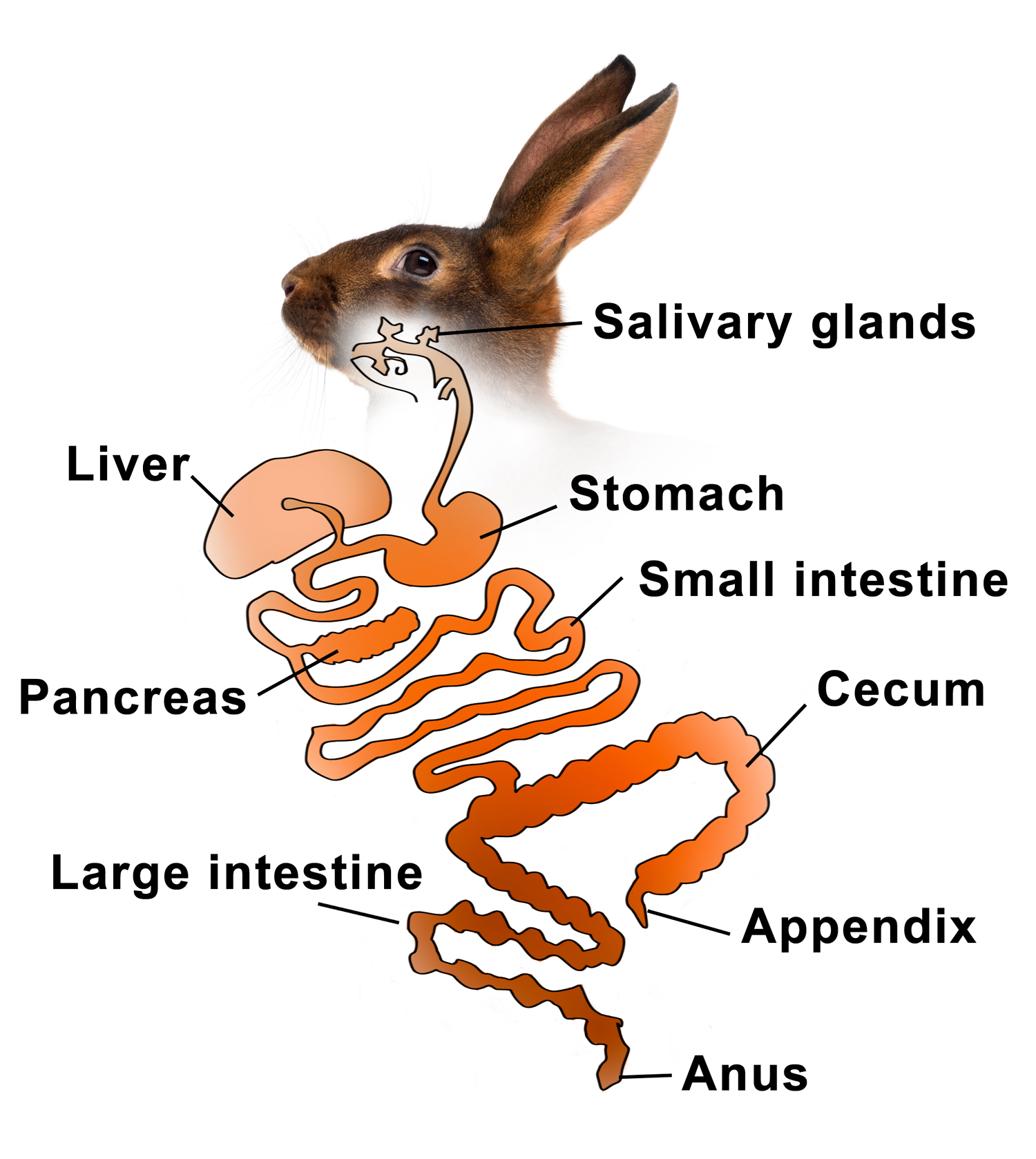 Rabbit Digestive System | How Rabbit Digest Food