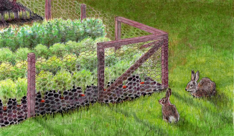 Best Rabbitproof Fence | Save Your Garden - 2020