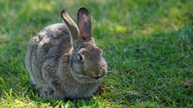 Best Information About Rabbit Food Chain(Basic Tips & Guide)