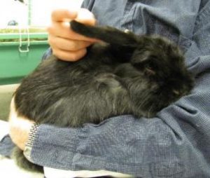 Rabbit Handling | Best About How to Handle Your Rabbit