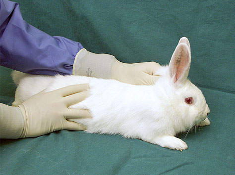 rabbit-handling