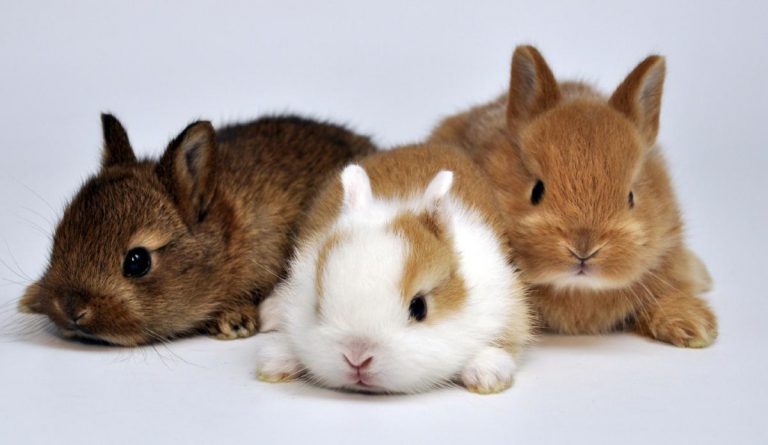 Rabbit Life Cycle (Born, Growth & Life span) | Guide