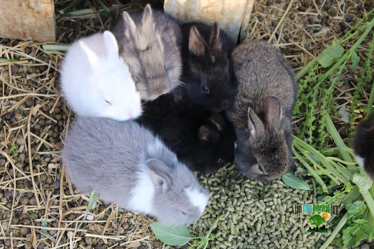 Rabbit Manure One of best Fertilizer Use in Garden
