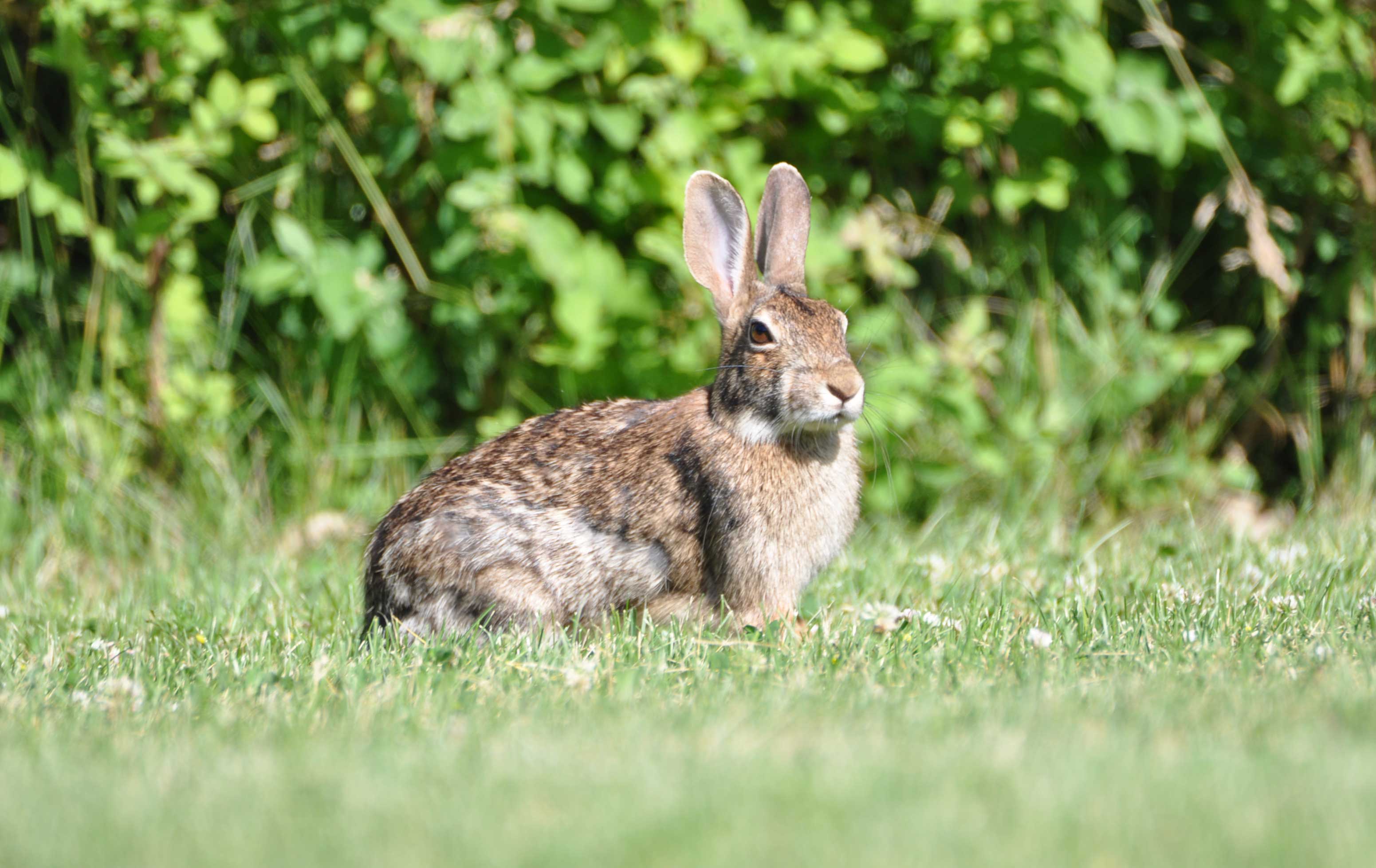 rabbit-pellets