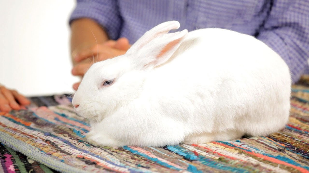Rabbit Strangles - Symptoms, Causes and Basic Treatment
