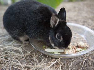 Rabbit Worms - Tapeworms, Flukes & Cysts Information Guide