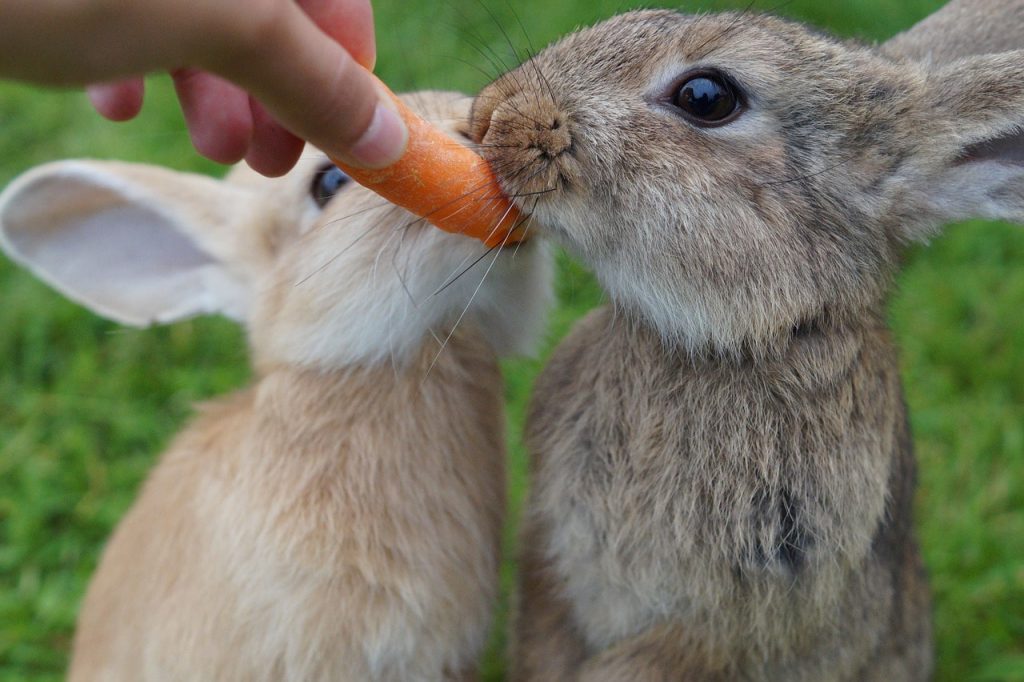 Best Information About Rabbit Vitamin(Basic, Tips And Guide)