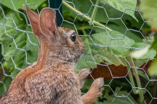 rabbitproof fence