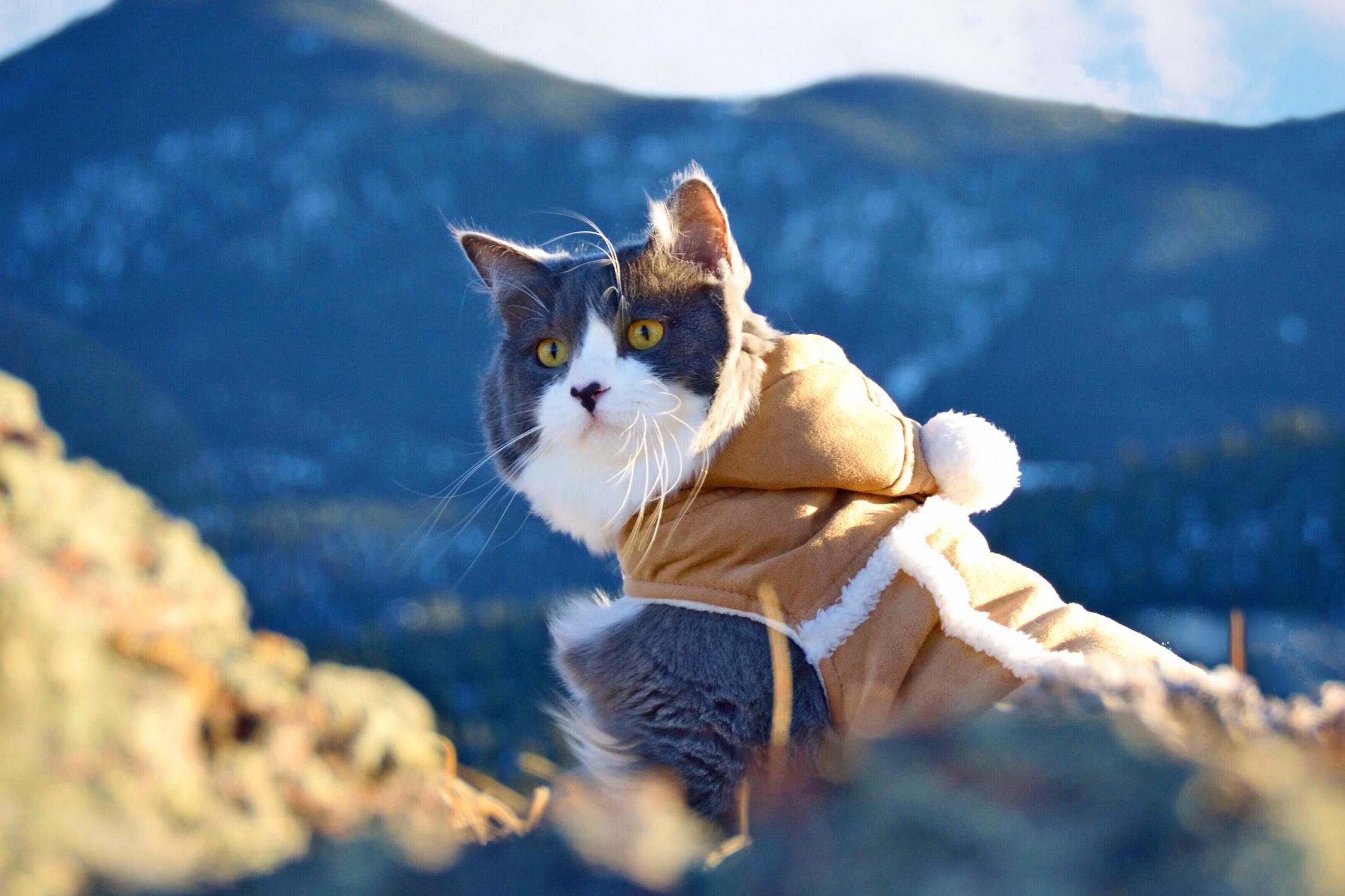 travelling cat