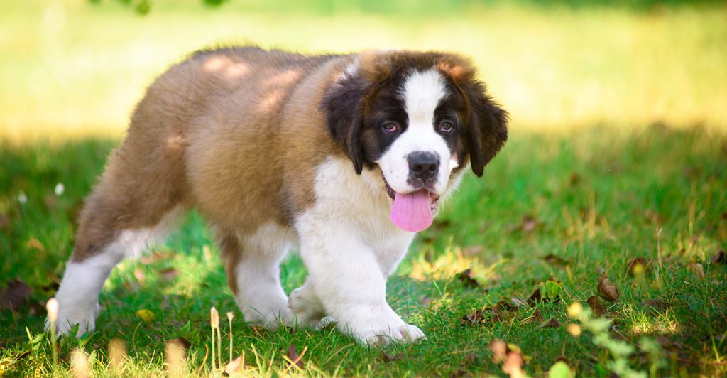 Saint Bernard Dog Breed History, Health & Characteristics