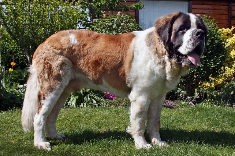 Saint Bernard Dog Breed | History, Health & Characteristics