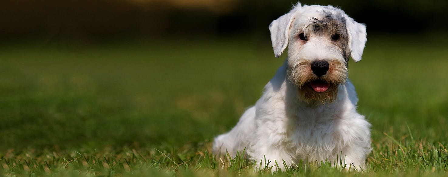 Sealyham Terrier Dog History Characteristics Health Facts