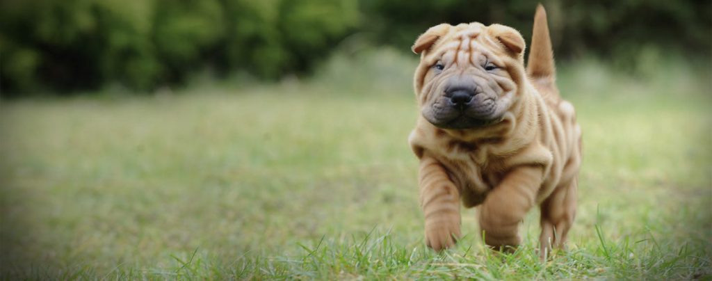 Chinese Shar-Pei Breed Profile(Information, Facts, Images)