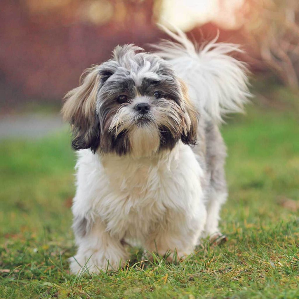 tzu shih breed breeds shitzu cachorro seria perfeito qual temperaments