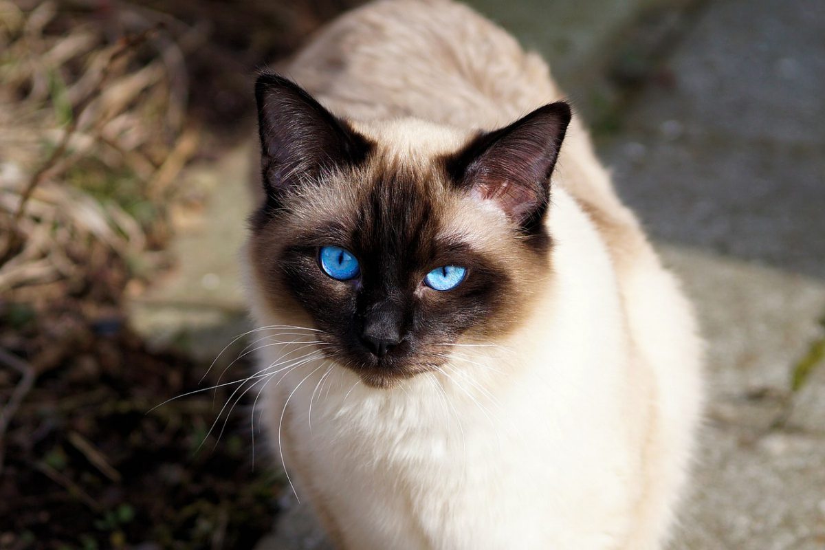 Long Hair Siamese Cats: A Complete Guide - wide 1