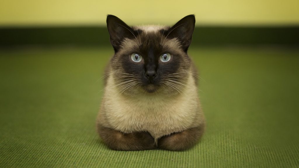 Best Siamese Cat Breed Guide History Health And Care