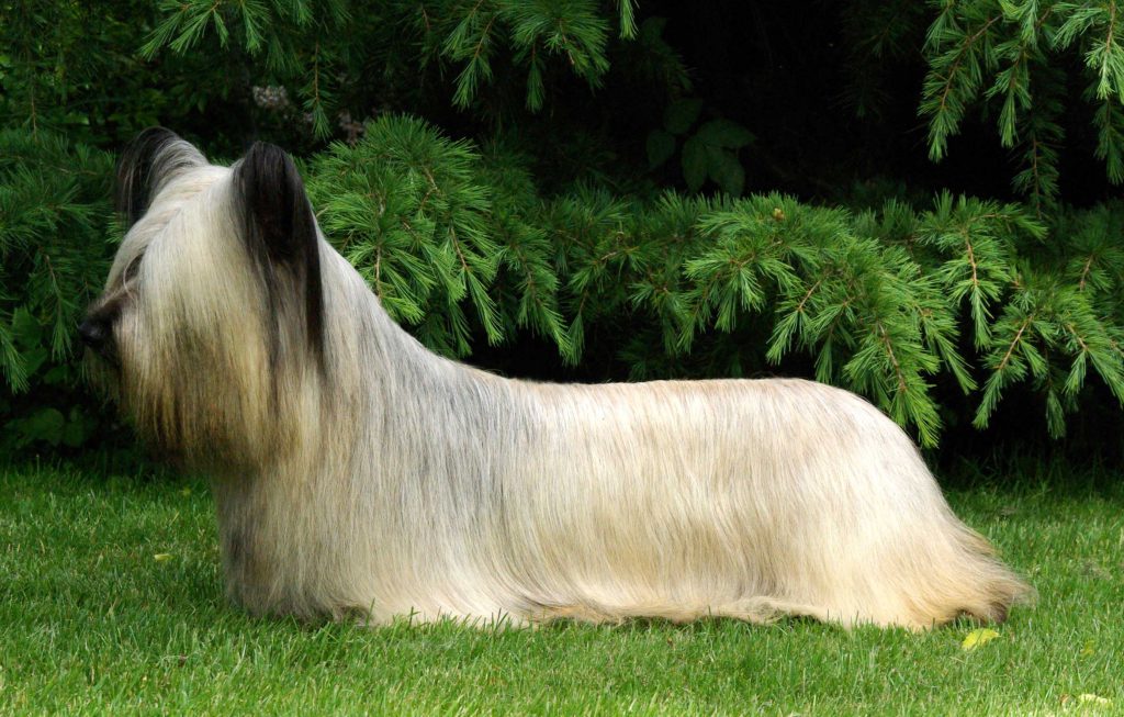 Skye Terrier Dog Breed (Health, History, Temperament & Facts)