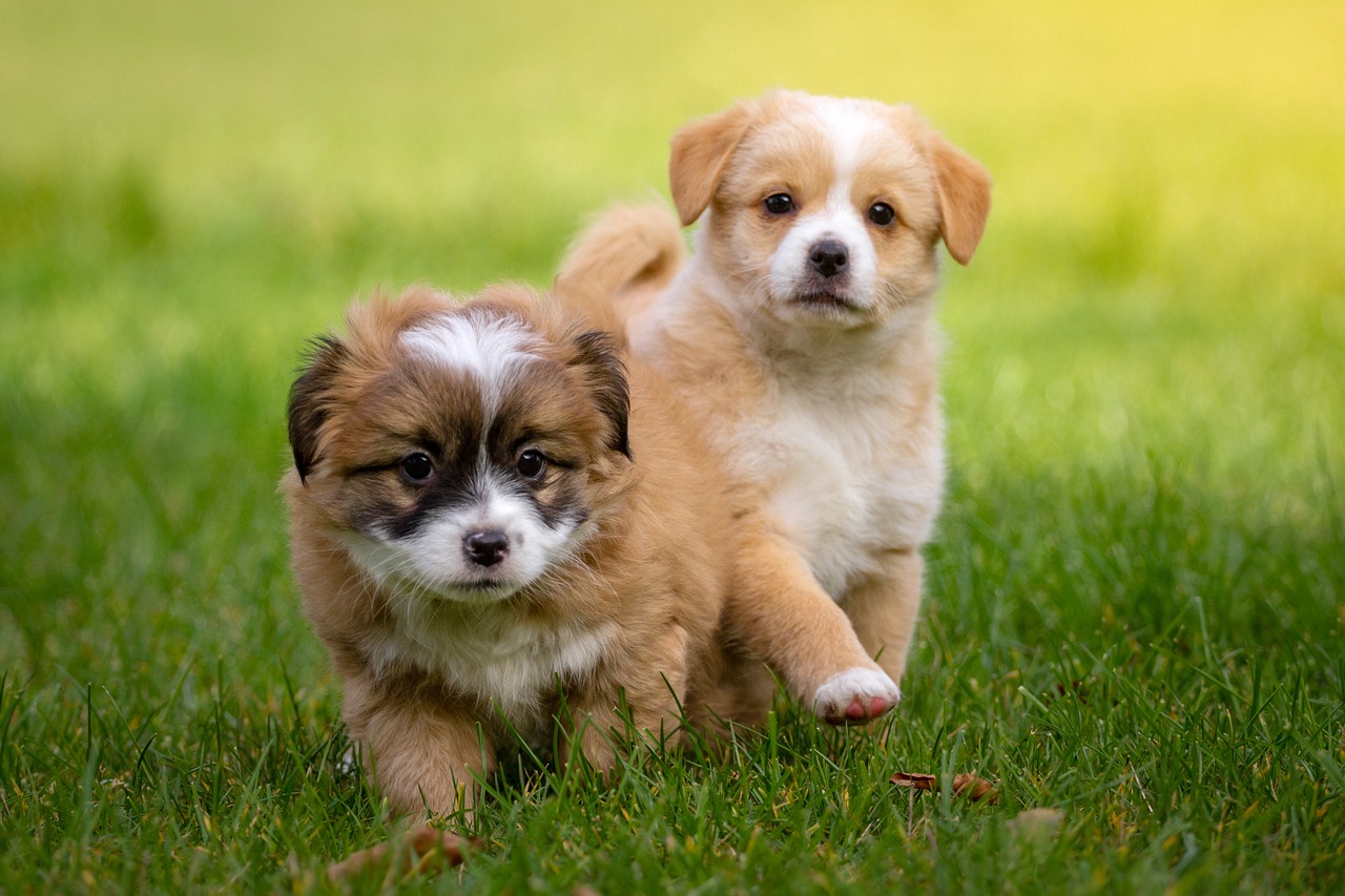 small-dog-breeds