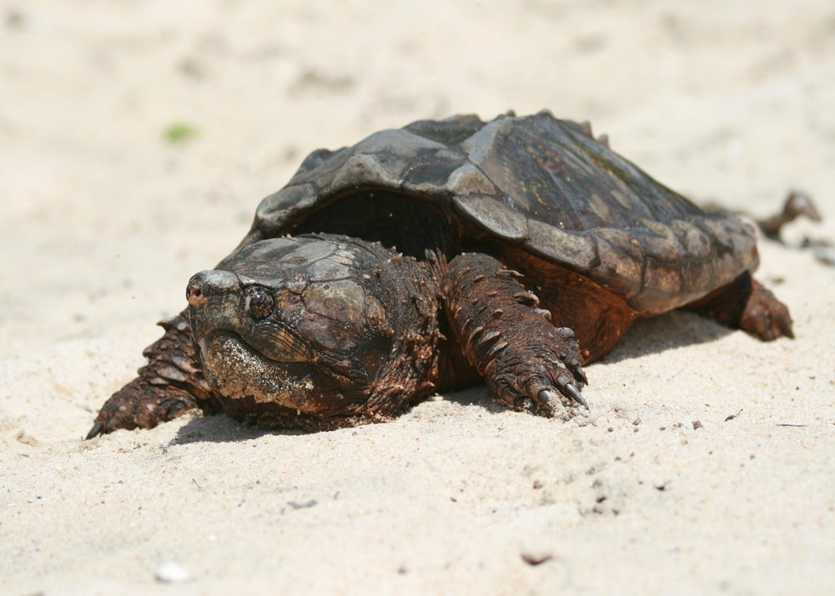 snapping-turtles