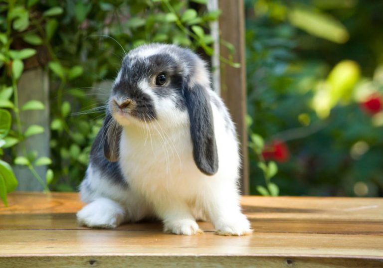 Rabbit Strangles - Symptoms, Causes and Basic Treatment
