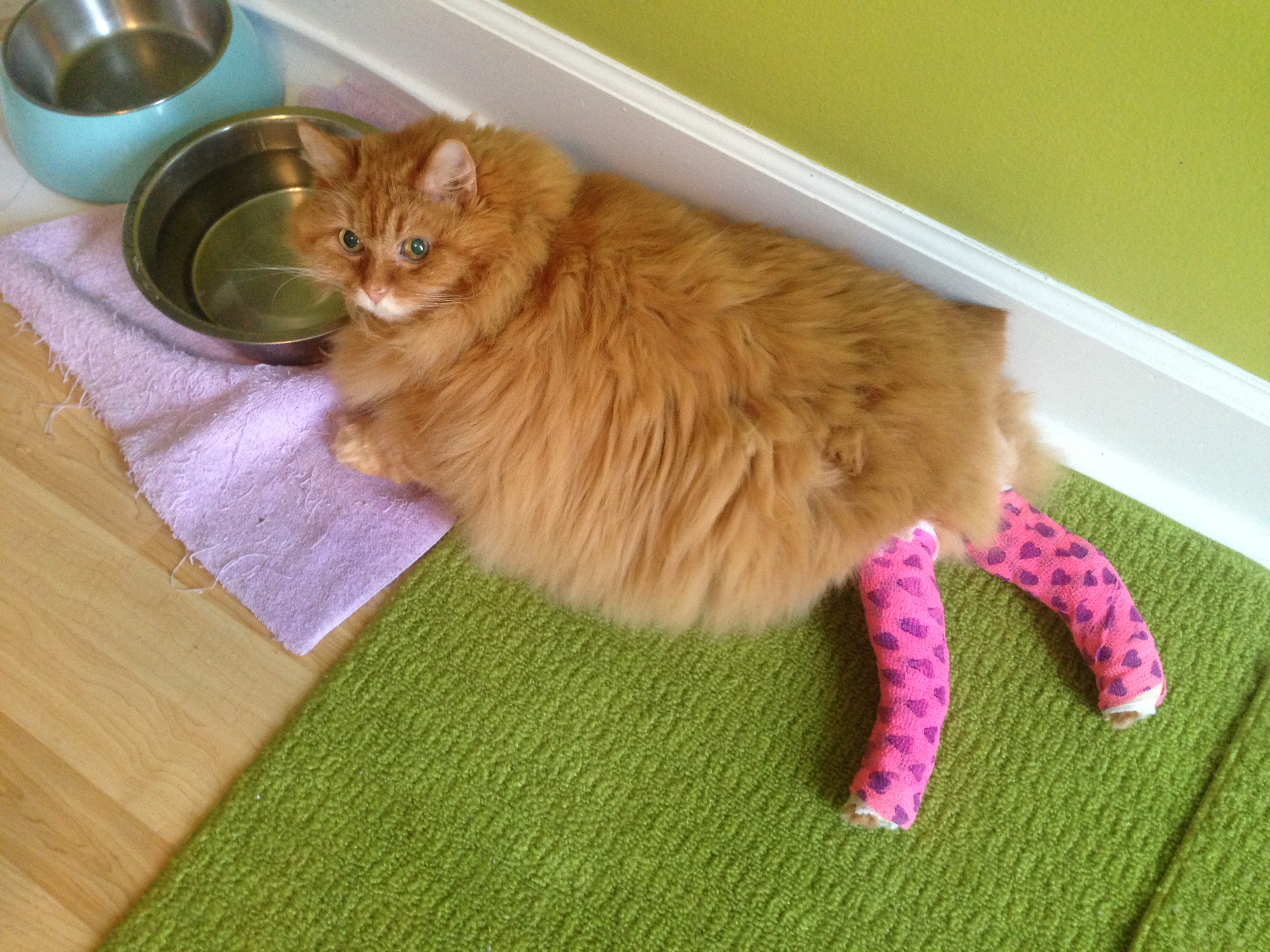 How to Splint a Cat Leg Things You Should Take Care of