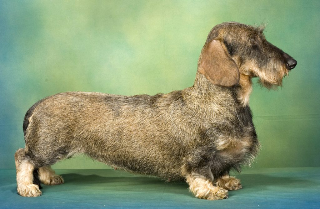 Dachshund, The Wiener Dog Breed Fact Sheet, Pros & Cons