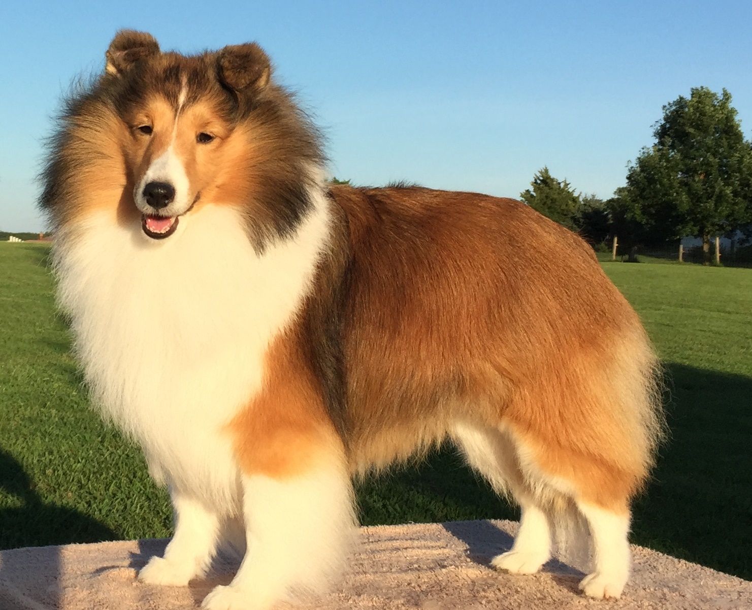 Yankee Shelties - Breeding Quality Shetland Sheepdogs