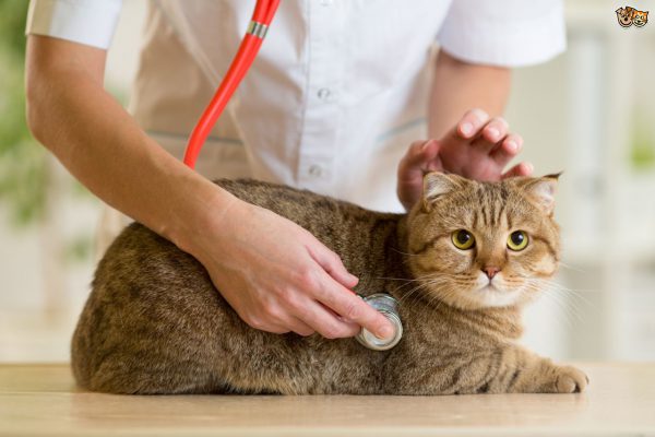 Cat Health & Diseases ( Best Guide On Cat Health & Care)