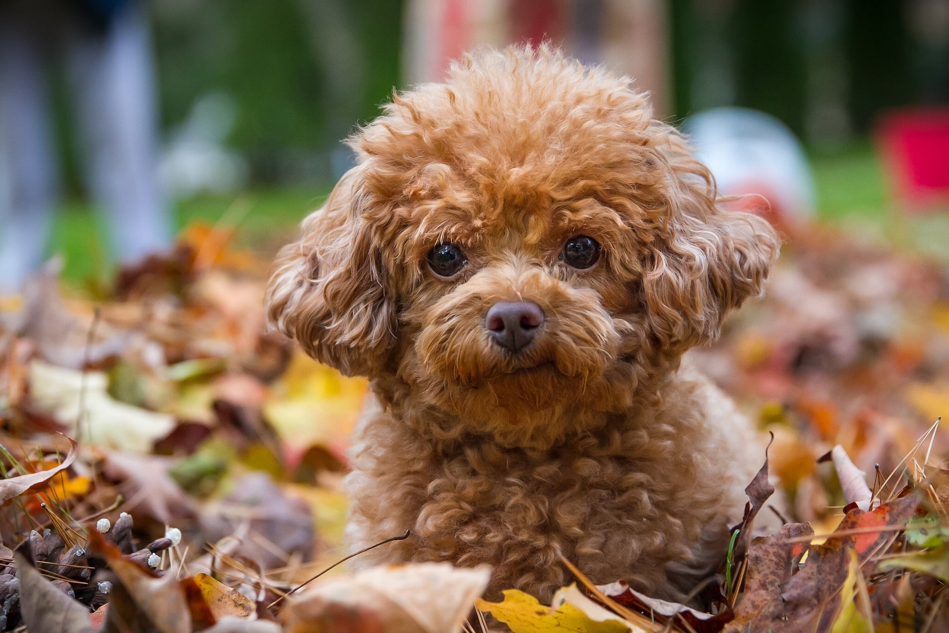 Toy Poodle Dog Health Characteristics History Best Guide