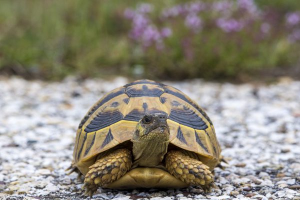 Everything You Need To Know About a Turtle care