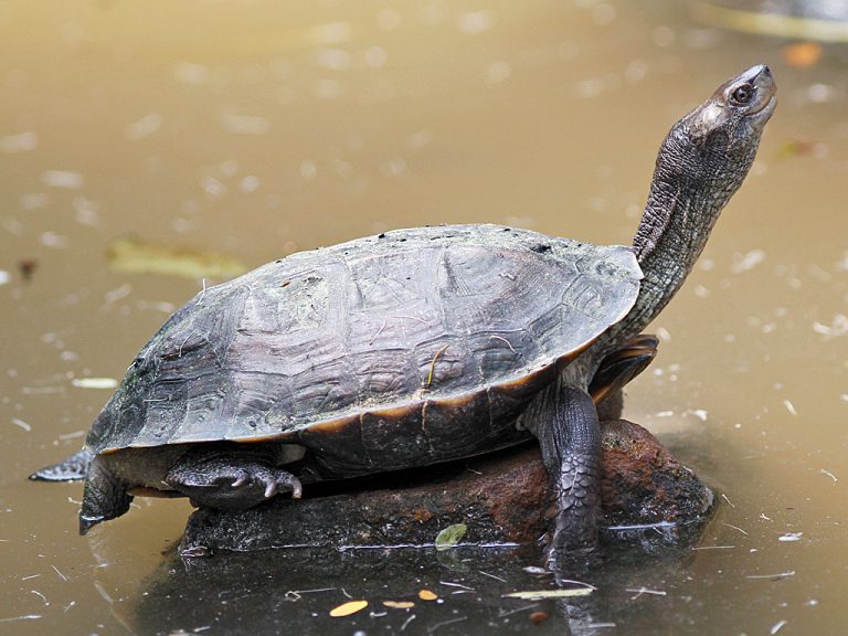 Best 5 Type Of Turtles - Most Popular Turtles Breeds