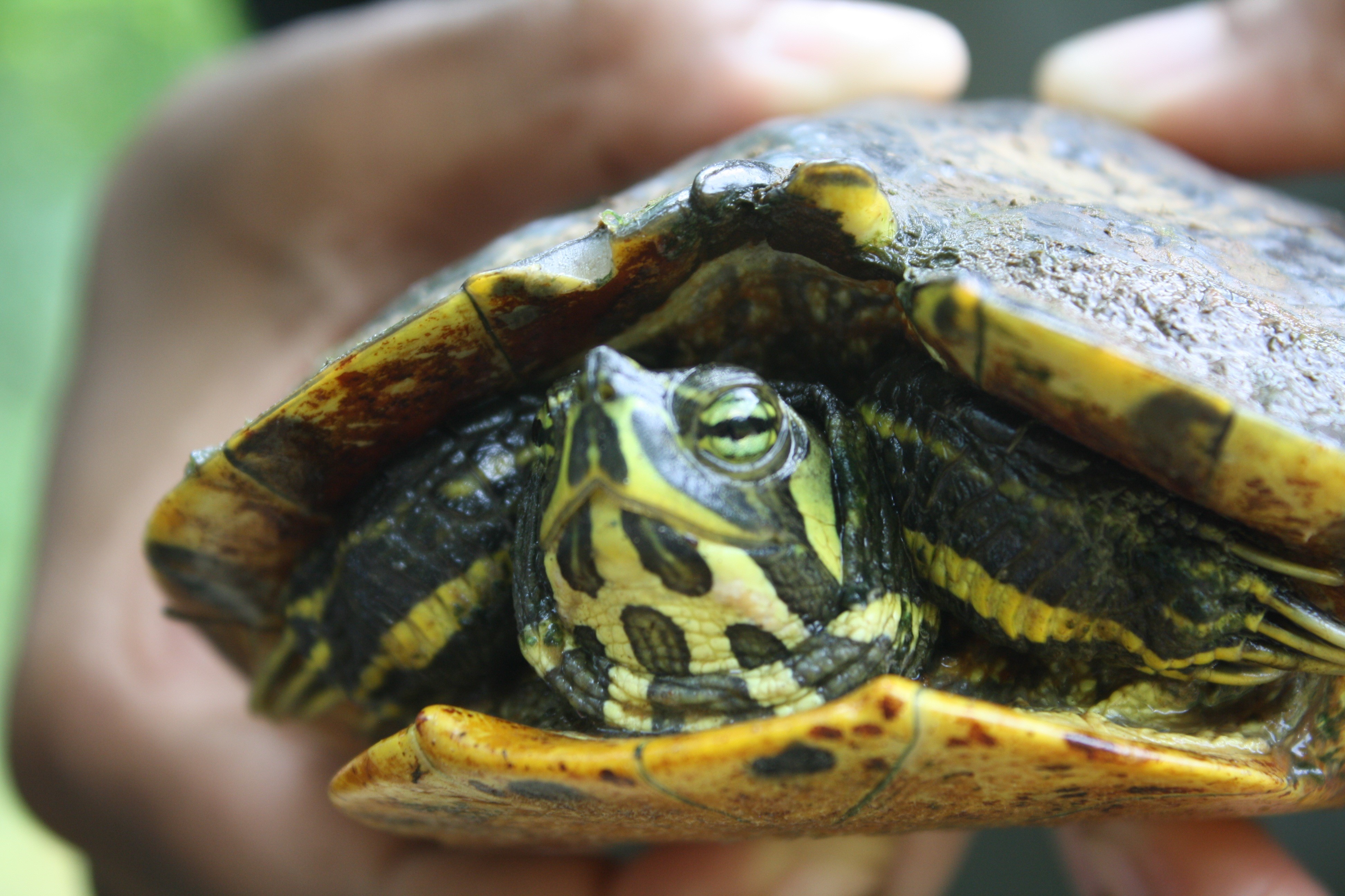 types-of-water-turtles