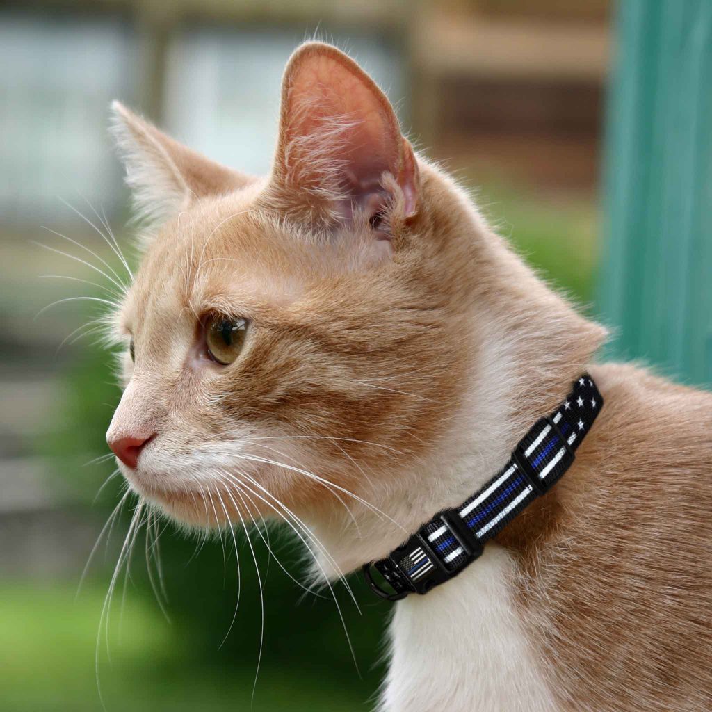 Underweight Cat - Is Your Cat Under Weighted Or Not?