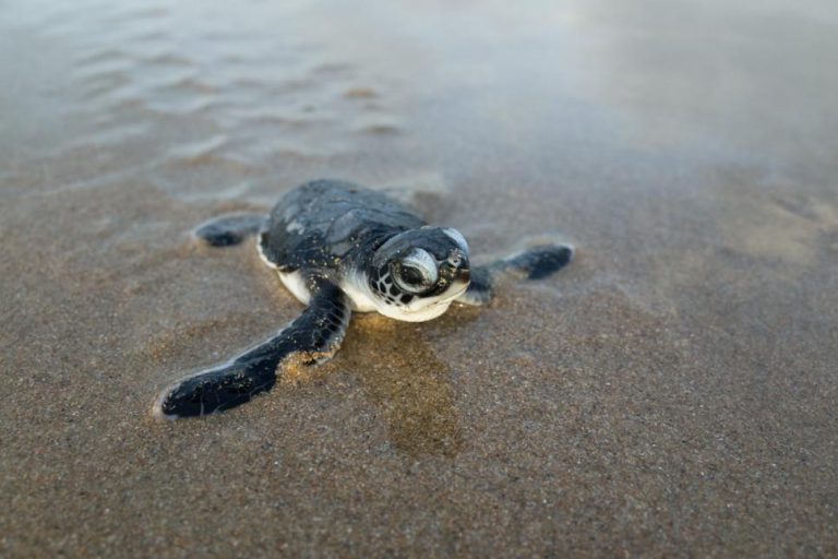 What Do Baby Turtles Eat? Food For Turtles - 2020