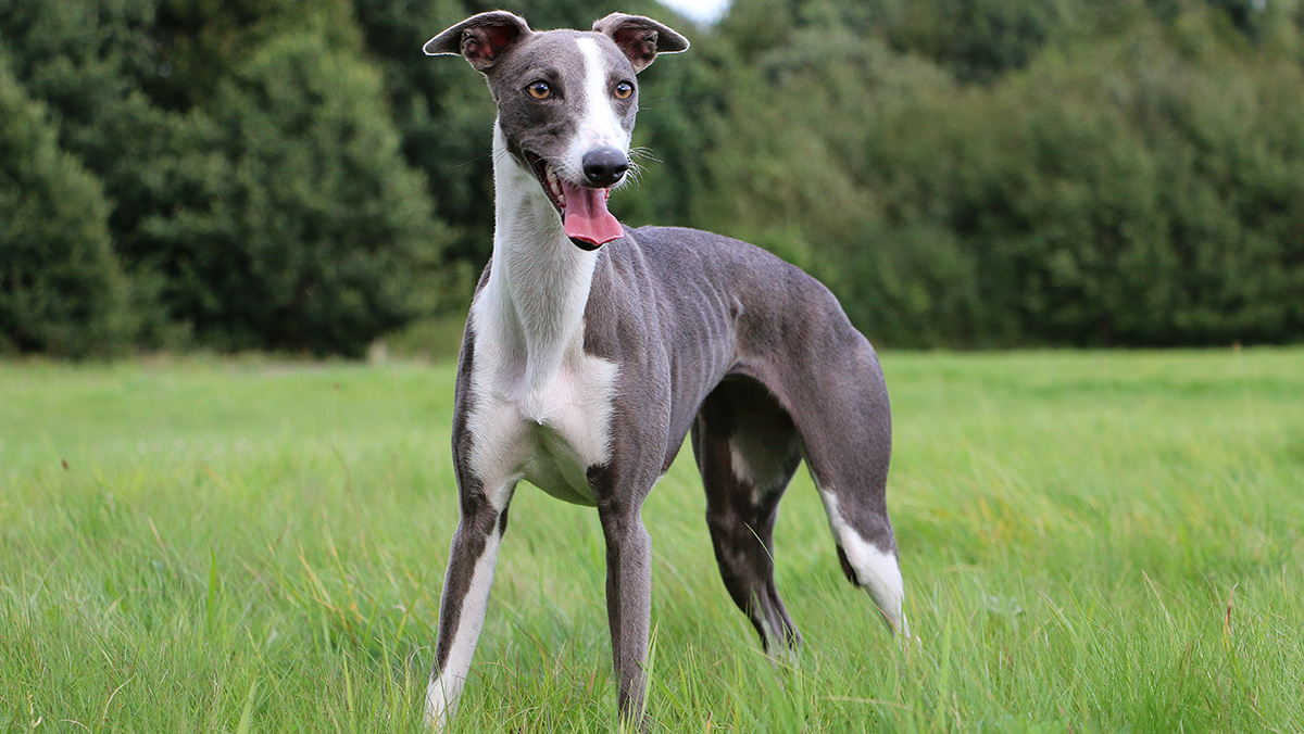 Whippet Dog Breed History Characteristics And Health Facts