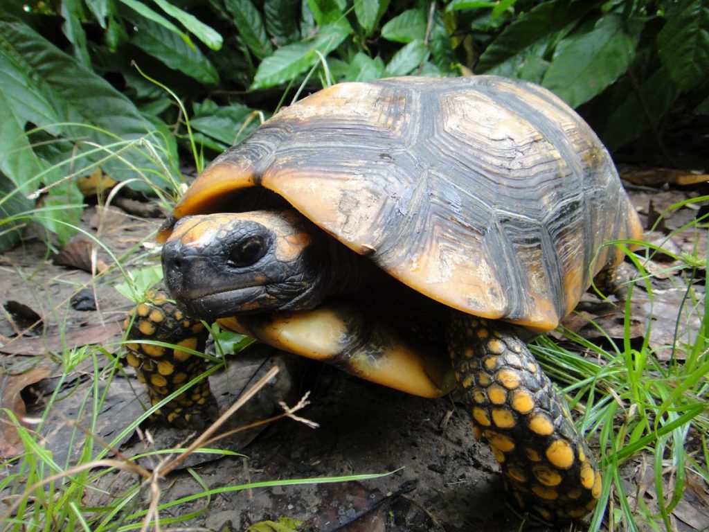 Yellow Footed Tortoise (Housing, Food, Breeding & More)