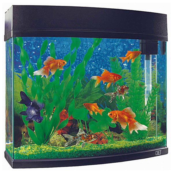 Cheap Fish Tanks & Aquariums Tips & Guide