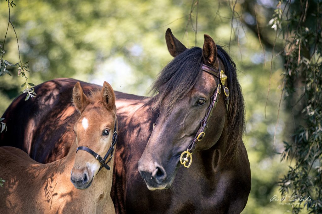 Suffolk Punch (Origin ,Characteristics ,Colours & More 2020)