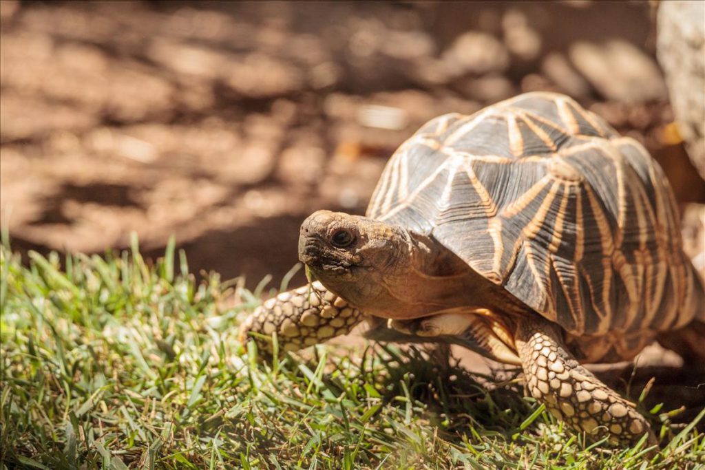 Burmese brown tortoise Archives | Fish Subsidy