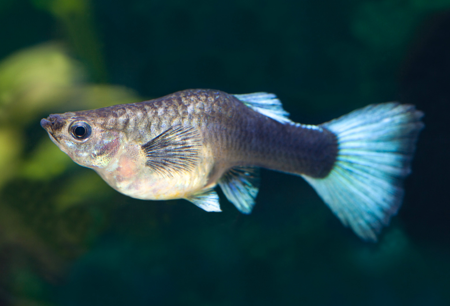 Best Information About Guppy Fry ( Basic Tips & Guide )