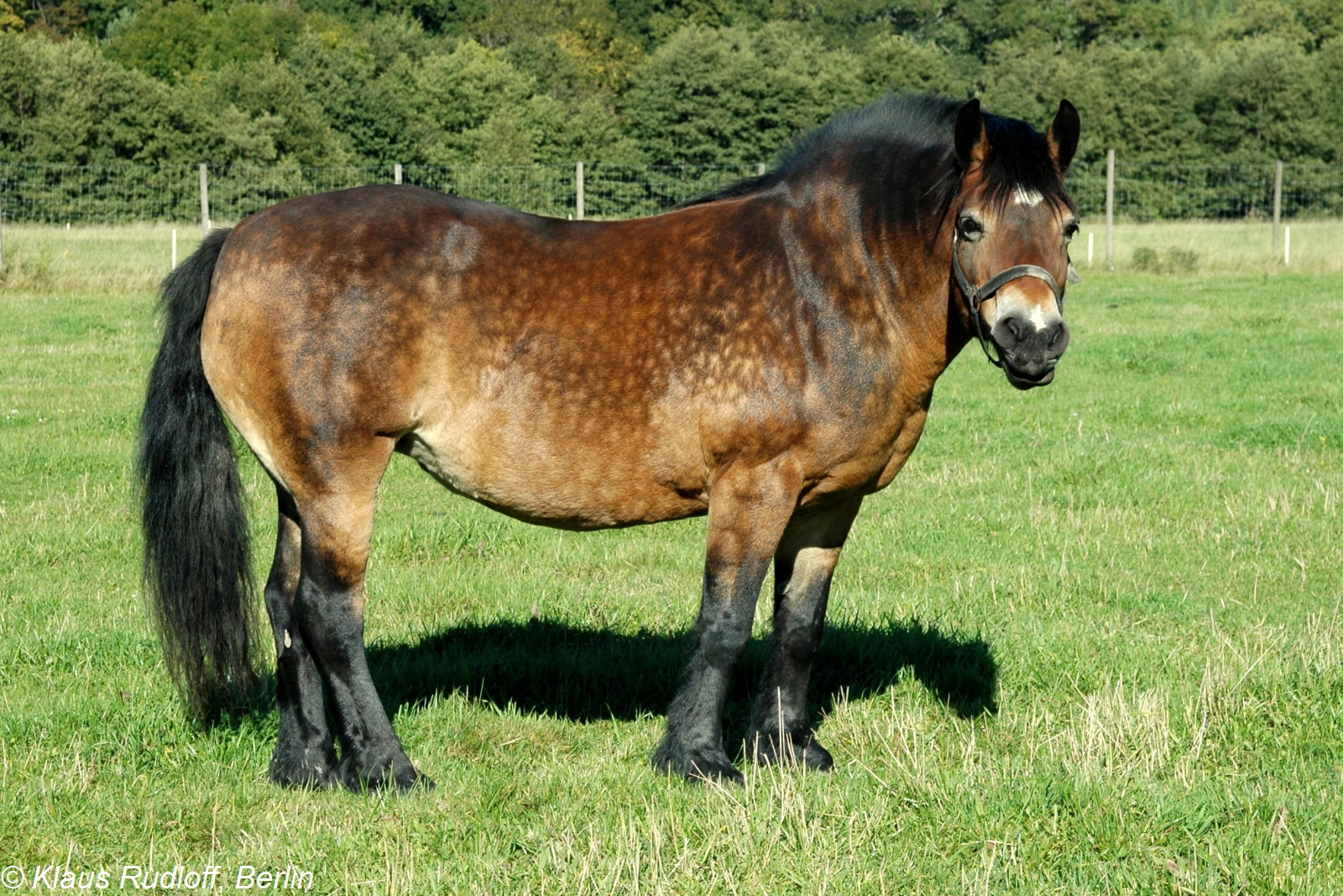 Gotland pony breed